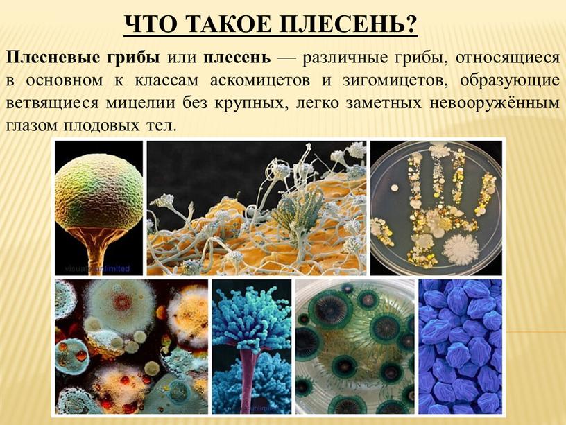 ЧТО ТАКОЕ ПЛЕСЕНЬ? Плесневые грибы или плесень — различные грибы, относящиеся в основном к классам аскомицетов и зигомицетов, образующие ветвящиеся мицелии без крупных, легко заметных…