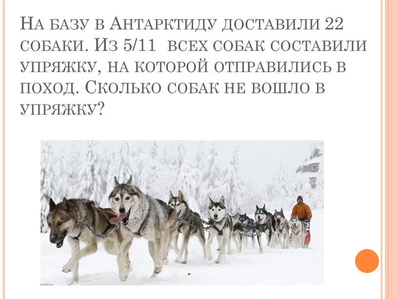 На базу в Антарктиду доставили 22 собаки