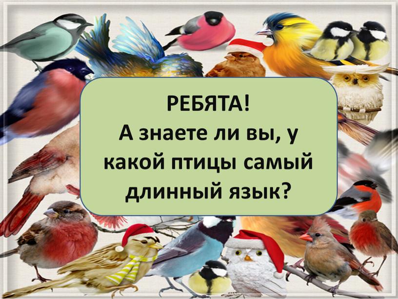 РЕБЯТА! А знаете ли вы, у какой птицы самый длинный язык?