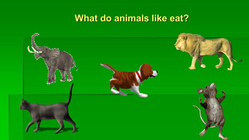 What do animals like eat?