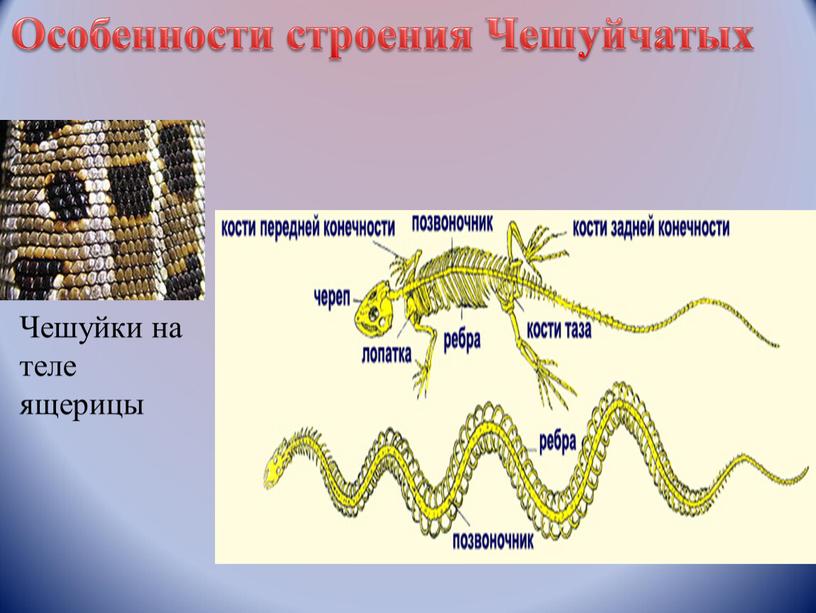 Особенности строения Чешуйчатых