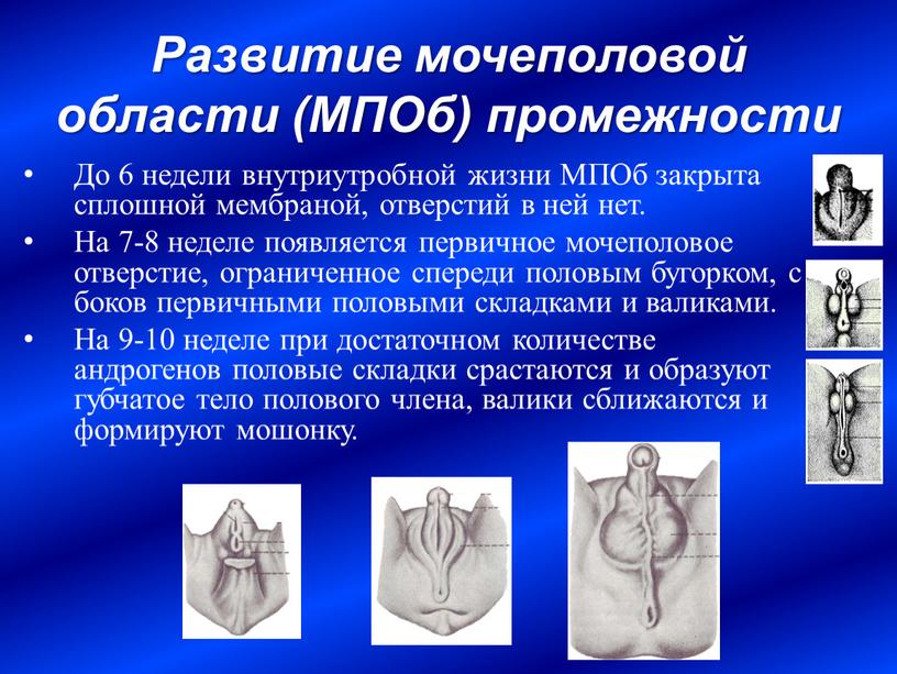 Развитие мочеполовой области (МПОб) промежности