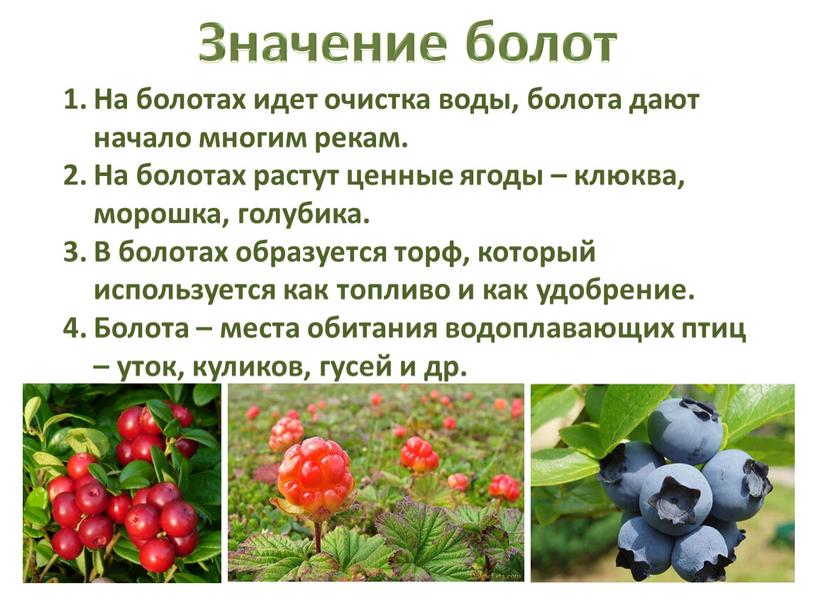 Значение болот На болотах идет очистка воды, болота дают начало многим рекам