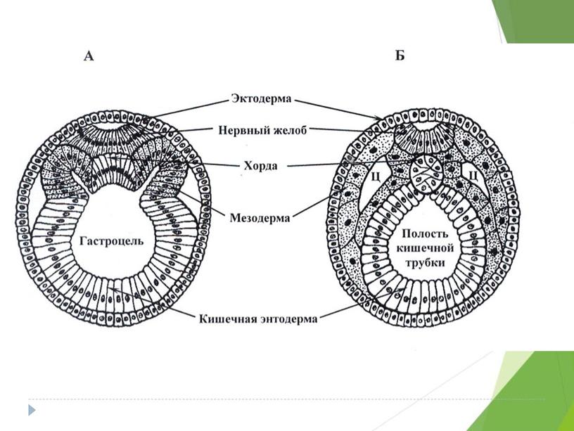 Разбор демо-версии ЕГЭ по биологии