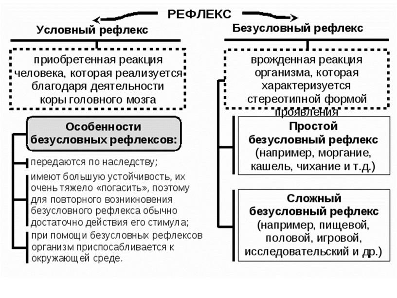 Нервная система