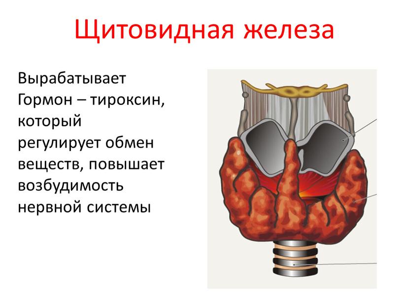 Щитовидная железа Вырабатывает