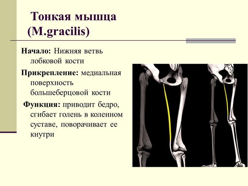 Тонкая мышца (M.gracilis) Начало: