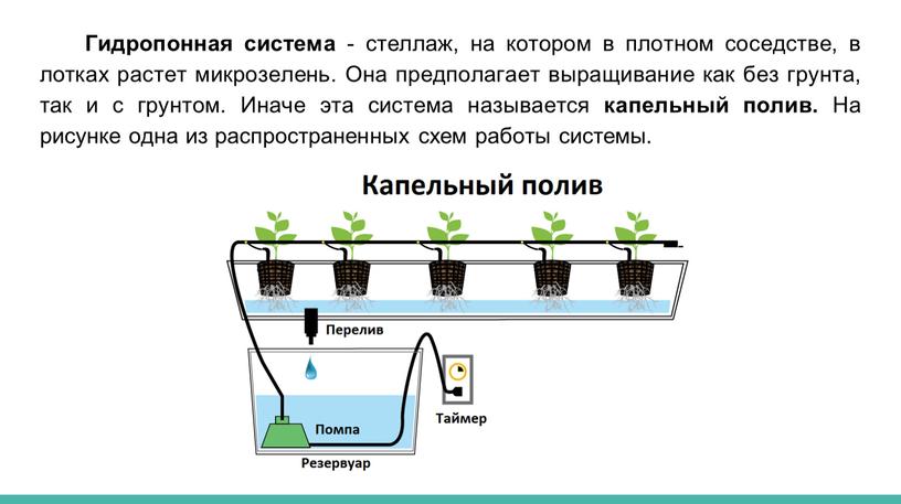 Гидропонная система - стеллаж, на котором в плотном соседстве, в лотках растет микрозелень