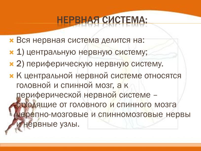 Нервная система: Вся нервная система делится на: 1) центральную нервную систему; 2) периферическую нервную систему