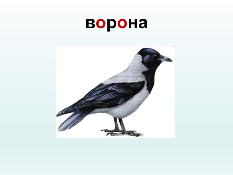 ворона