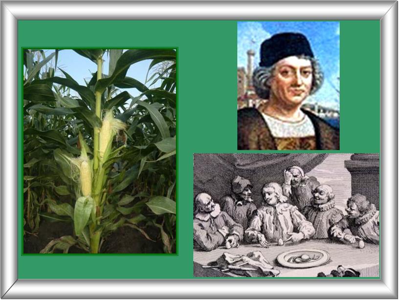 Исследовательская работа "Царица полей- кукуруза"