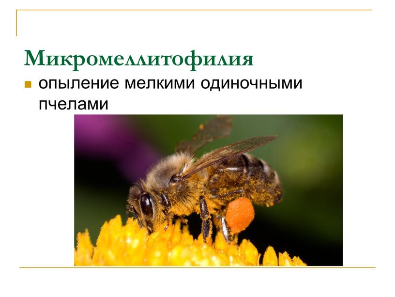 Микромеллитофилия опыление мелкими одиночными пчелами