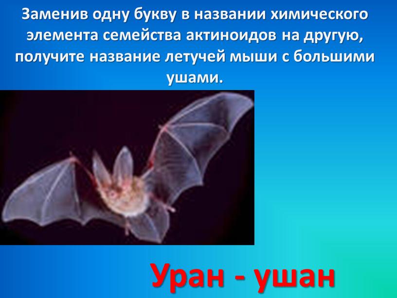 Заменив одну букву в названии химического элемента семейства актиноидов на другую, получите название летучей мыши с большими ушами