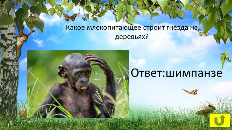 Какое млекопитающее строит гнезда на деревьях?