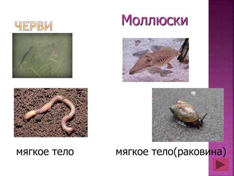 Черви Моллюски мягкое тело мягкое тело(раковина)