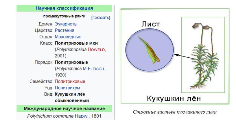 Гистологическое описание Кукушкиного льна