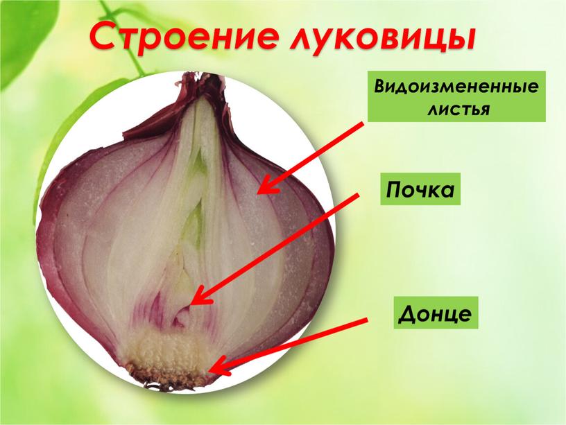 Строение луковицы Почка Видоизмененные листья