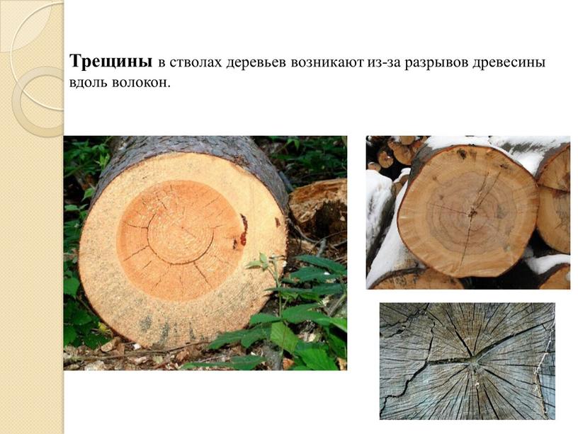 Трещины в стволах деревьев возникают из-за разрывов древесины вдоль волокон