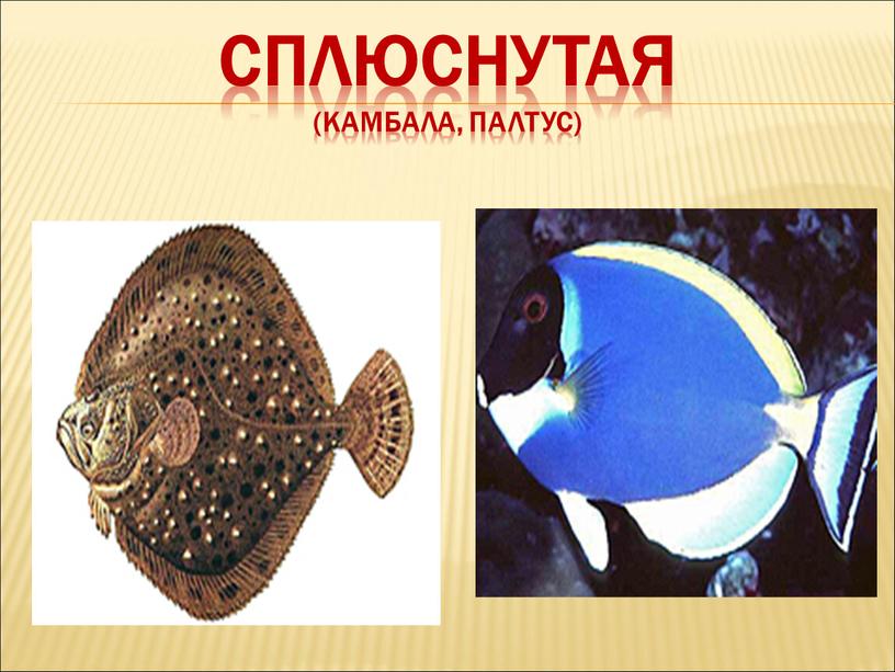 СПЛЮСНУТАЯ (камбала, палтус)‏