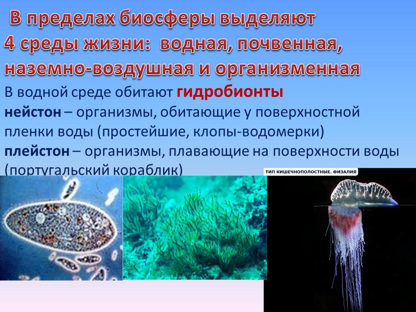 Среды жизни водная воздушная почвенная