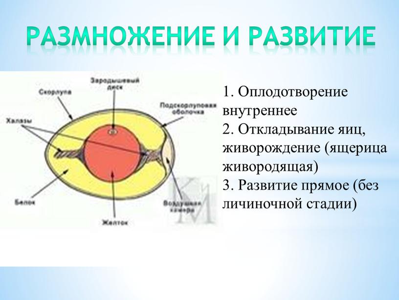 Размножение и развитие 1. Оплодотворение внутреннее 2