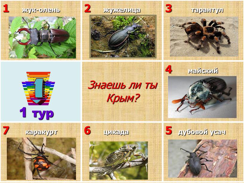 Знаешь ли ты Крым? 4 майский 7 каракурт 6 цикада 5 дубовой усач 1 тур