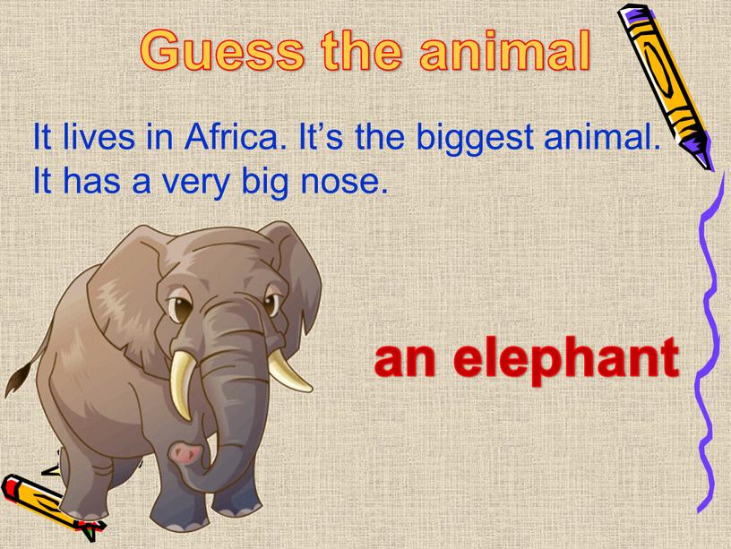 It lives in Africa. It’s the biggest animal