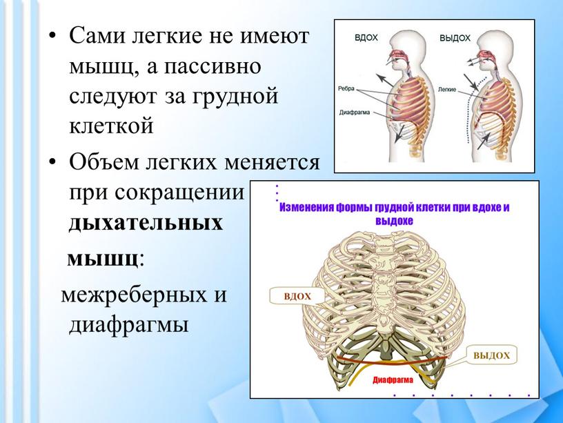 Механизм вдоха и выдоха рисунок