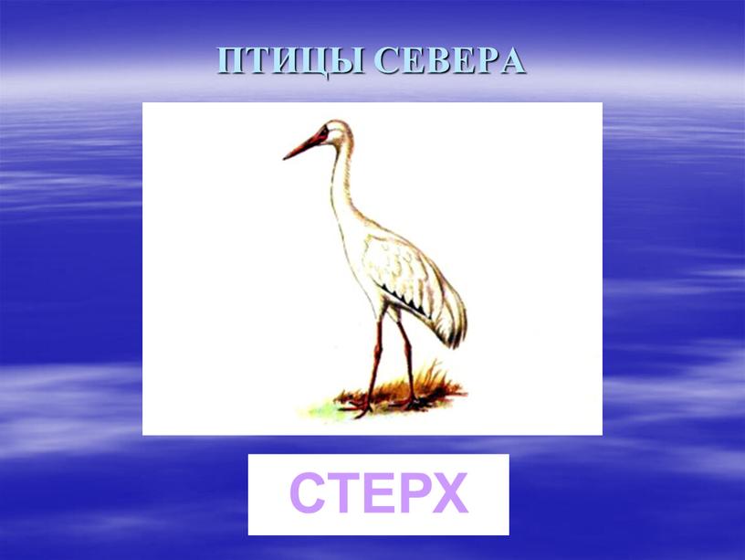 ПТИЦЫ СЕВЕРА СТЕРХ