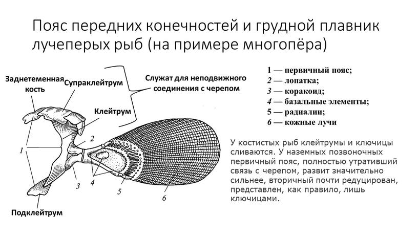 Пояс передних конечностей и грудной плавник лучеперых рыб (на примере многопёра) 1 — первичный пояс; 2 — лопатка; 3 — коракоид; 4 — базальные элементы;…