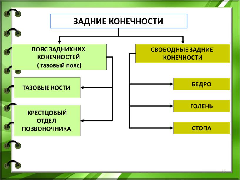 ЗАДНИЕ КОНЕЧНОСТИ ПОЯС ЗАДНИХНИХ