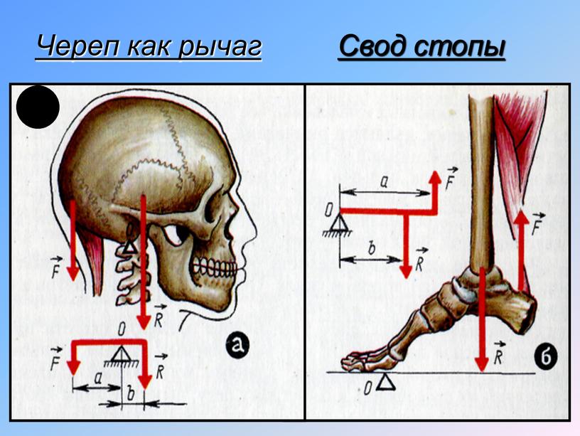 Череп как рычаг Свод стопы