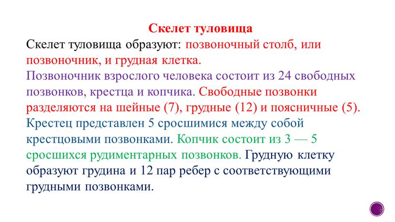 Скелет туловища Скелет туловища образуют: позвоночный столб, или позвоночник, и грудная клетка