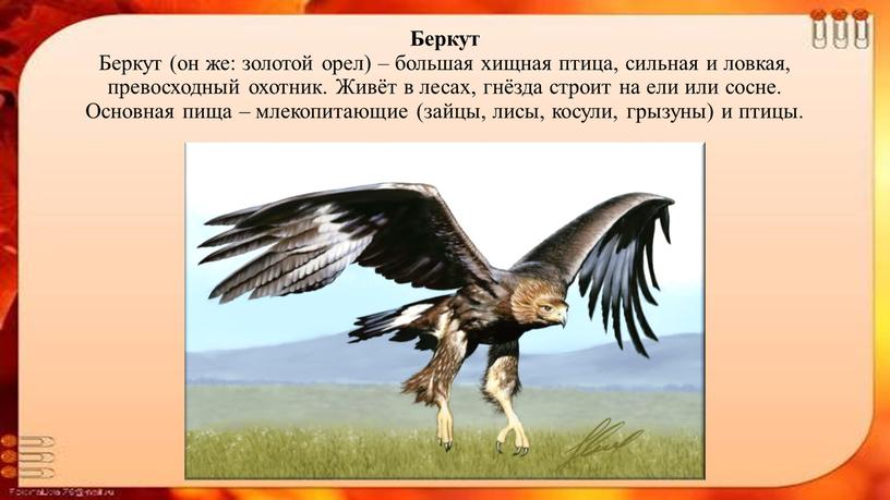 Беркут Беркут (он же: золотой орел) – большая хищная птица, сильная и ловкая, превосходный охотник