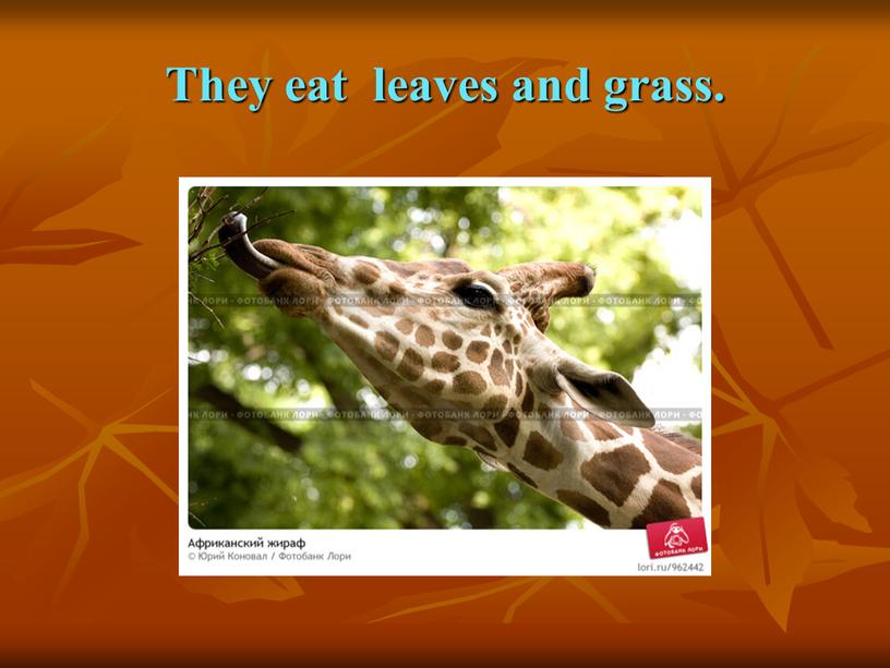 They eat leaves and grass.