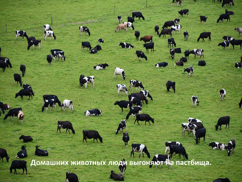 Домашних животных люди выгоняют на пастбища