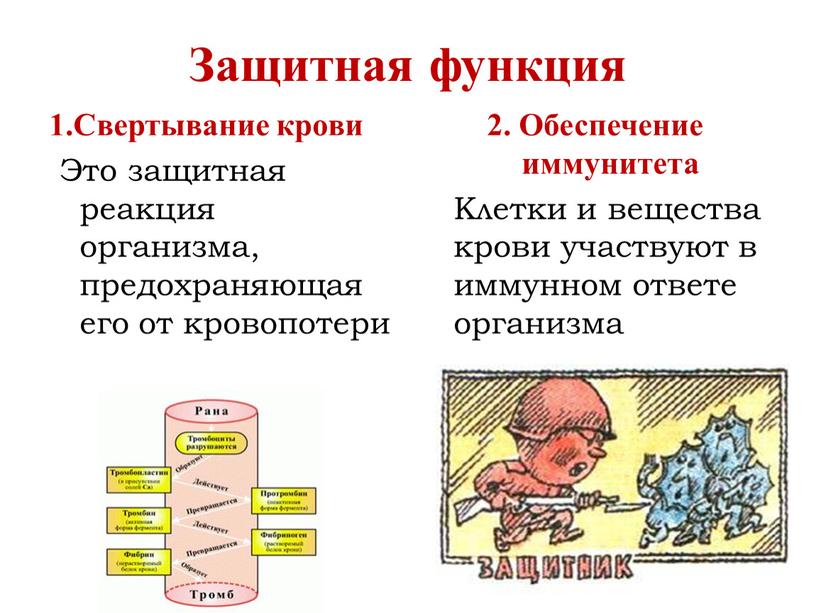 Защитная функция 1.Свертывание крови