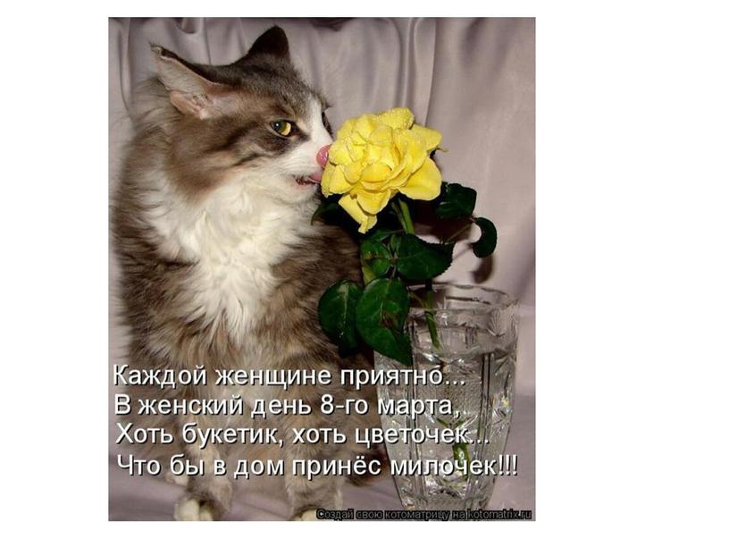 Цветы и кошки