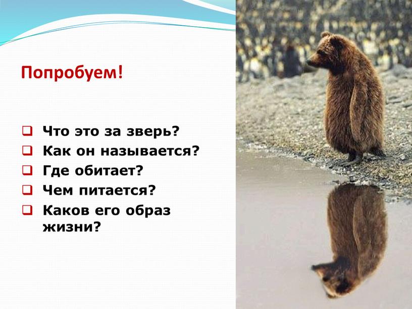 Попробуем! Что это за зверь? Как он называется?