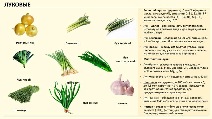 ЛУКОВЫЕ Репчатый лук – содержит до 6 миг% эфирного масла, сахара до 9%, витамины