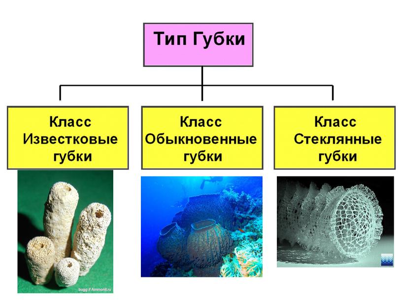 Презентация по биологии "Тип Губки"