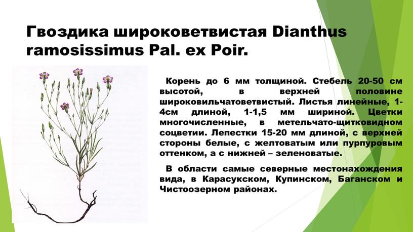 Гвоздика широковетвистая Dianthus ramosissimus