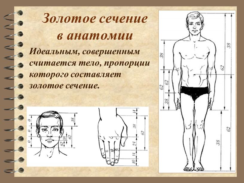 Золотое сечение в анатомии Идеальным, совершенным считается тело, пропорции которого составляет золотое сечение