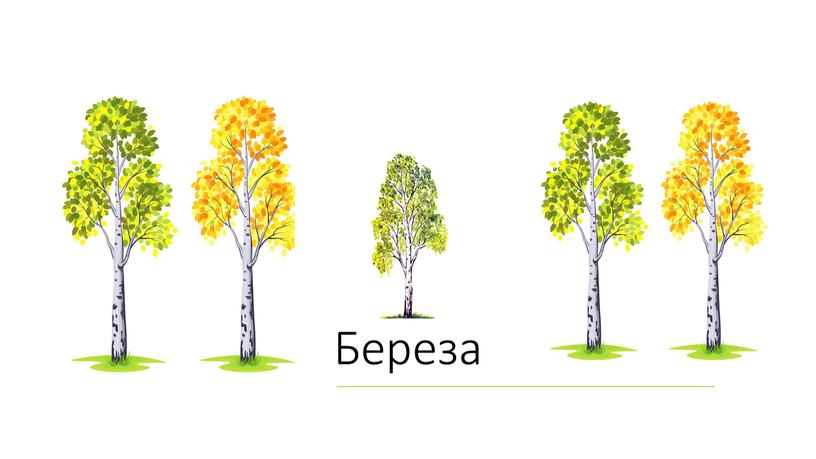 Береза