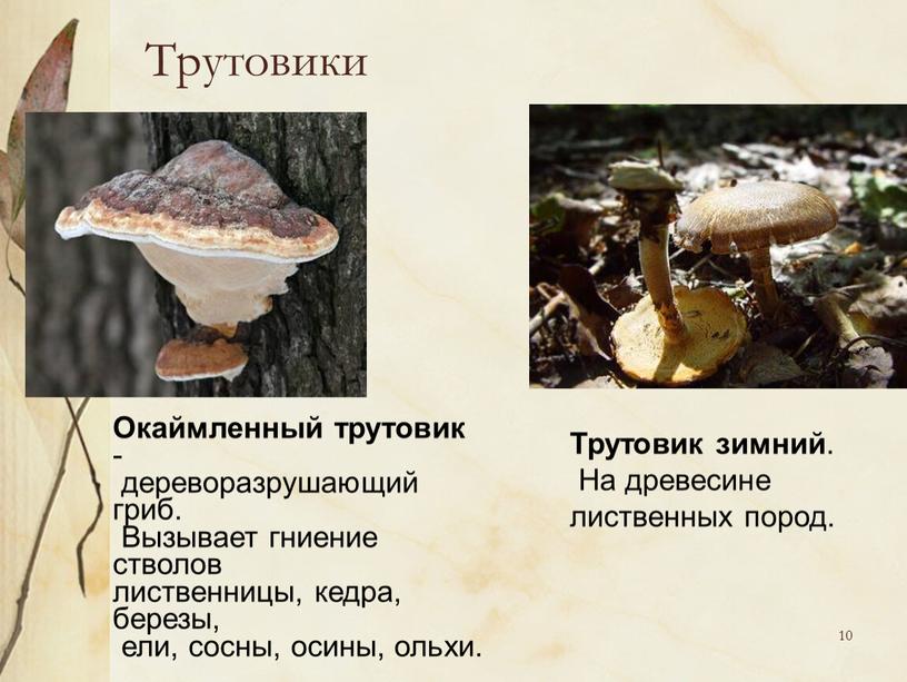 Трутовики Окаймленный трутовик - дереворазрушающий гриб