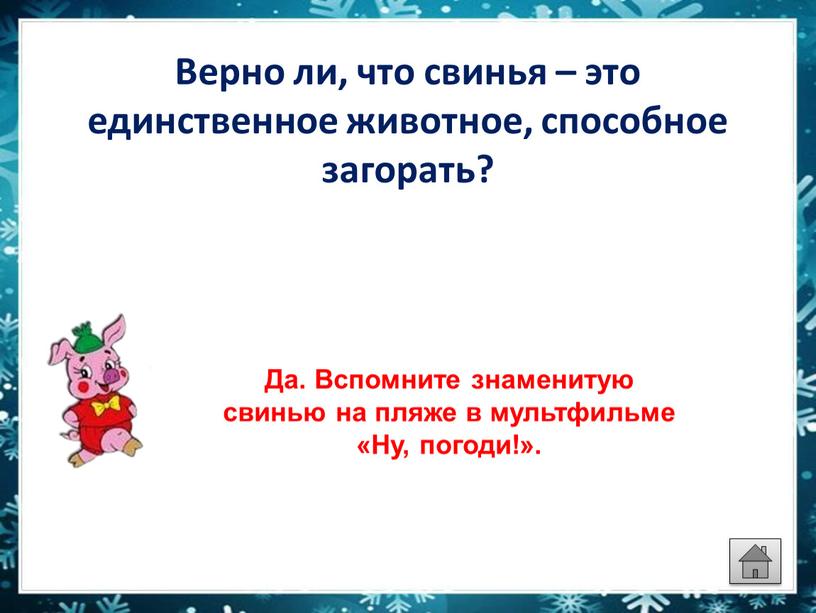 Верно ли, что свинья – это единственное животное, способное загорать?