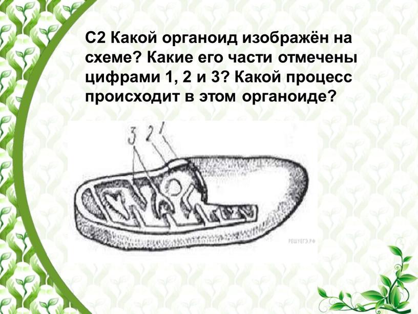 С2 Какой органоид изображён на схеме?