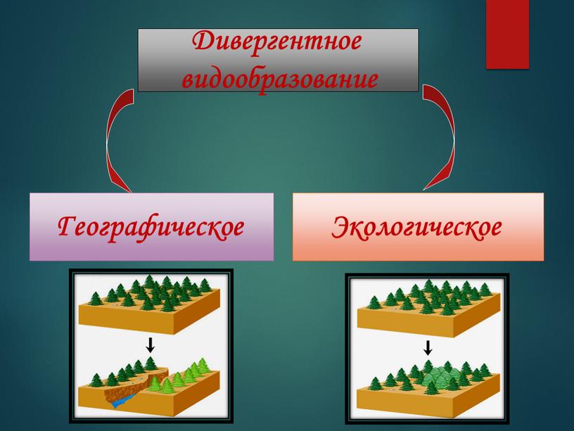 Дивергентное видообразование Географическое