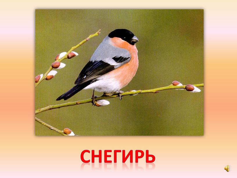 снегирь