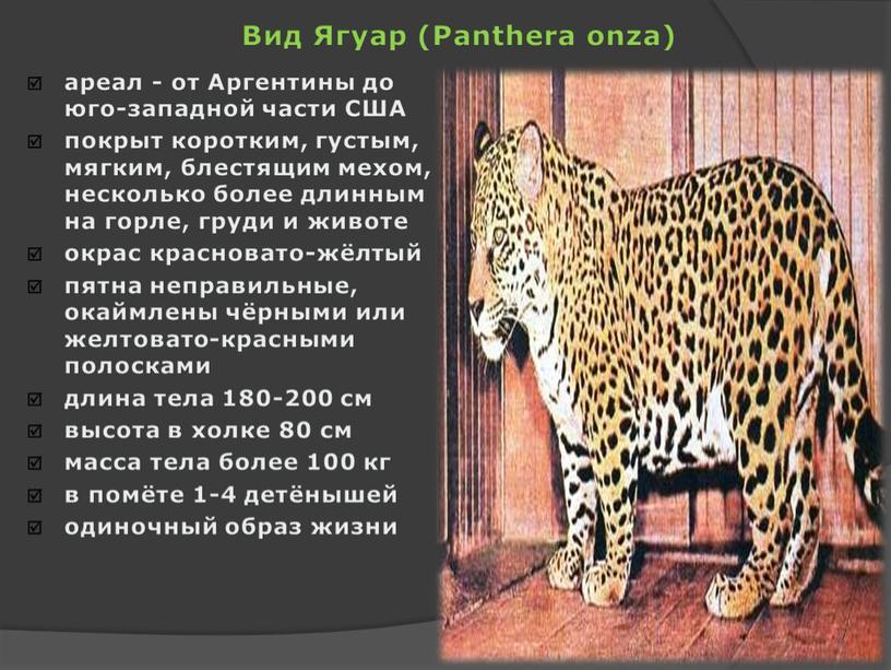Вид Ягуар (Panthera onza) ареал - от
